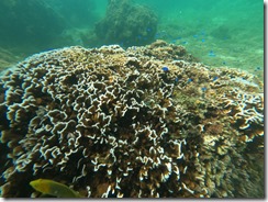 GOPR0971