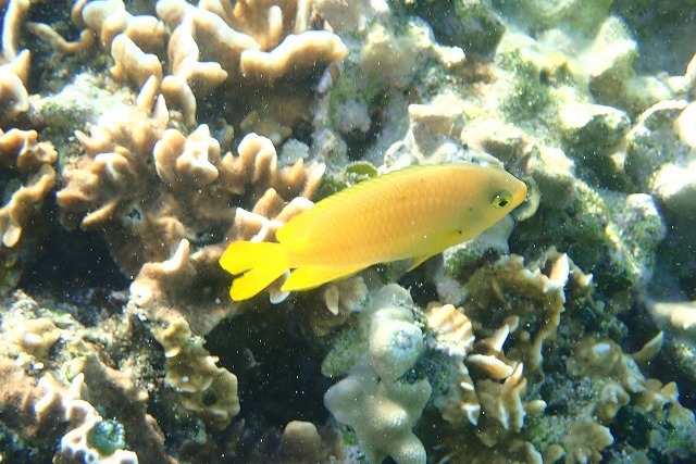 沖縄の海で会える熱帯魚 彡 サマーリゾート沖縄ブログ
