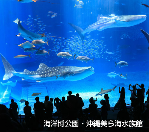美ら海水族館チケット付