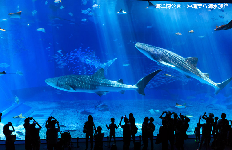 沖縄美ら海水族館入館チケットで2倍楽しめます！