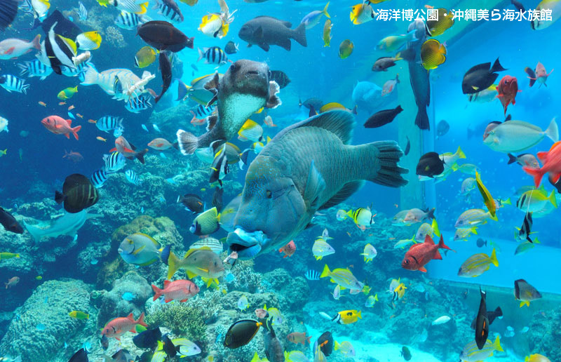沖縄の神秘をありのままに。サンゴ礁を忠実に再現！